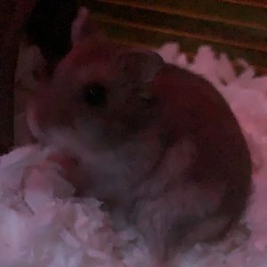 Meet your Posher, Andres